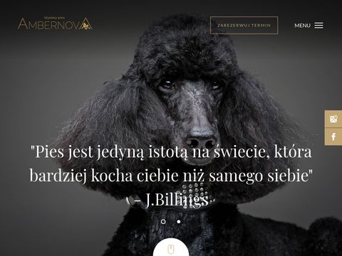 Strzyżenie psów Gdańsk - ambernova.pl
