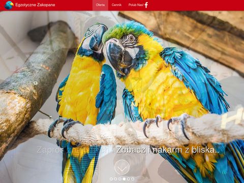Atrakcje w Zakopanem - Papugarnia